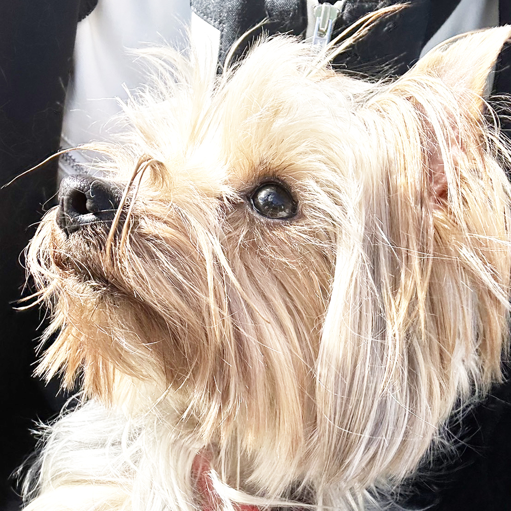 生徒が撮影したモデル犬の写真③